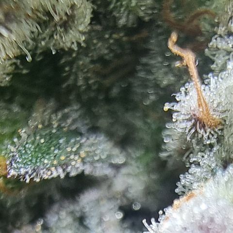 Special Kush #1 growlog timeline photo