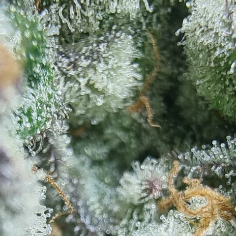 Special Kush #1 growlog timeline photo