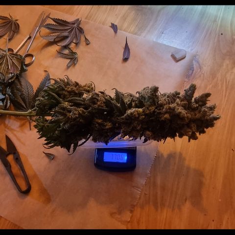 Special Kush #1 growlog timeline photo
