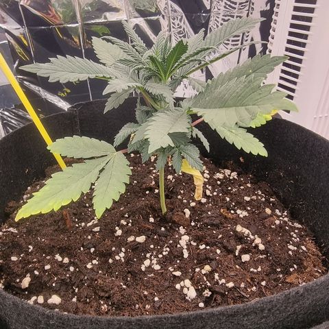 Northern Lights #1 growlog timeline photo