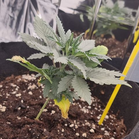 Northern Lights #2 growlog timeline photo