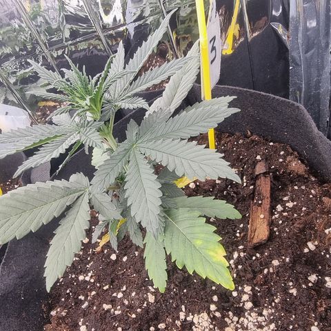 Northern Lights #3 growlog timeline photo