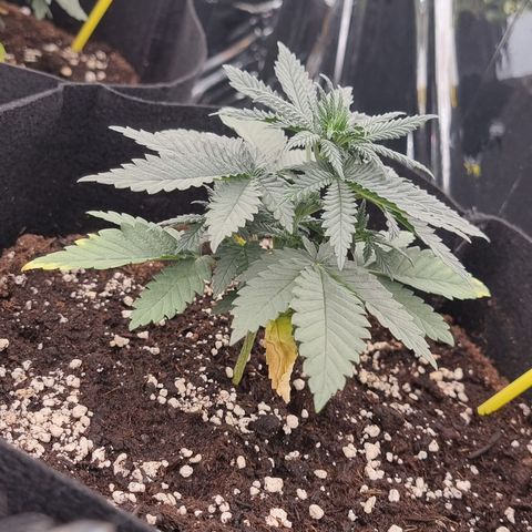 Northern Lights #4 growlog timeline photo