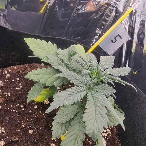 Northern Lights #5 growlog timeline photo