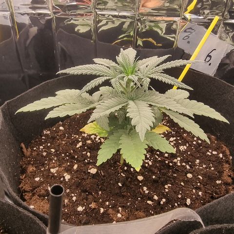 Northern Lights #6 growlog timeline photo