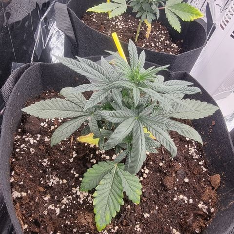 Northern Lights #7 growlog timeline photo