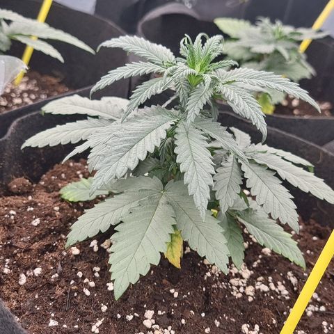 Northern Lights #8 growlog timeline photo