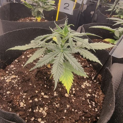 Wedding Cheesecake #1 growlog timeline photo