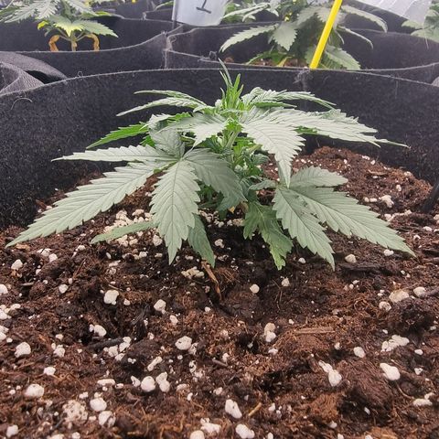 Wedding Cheesecake #2 growlog timeline photo