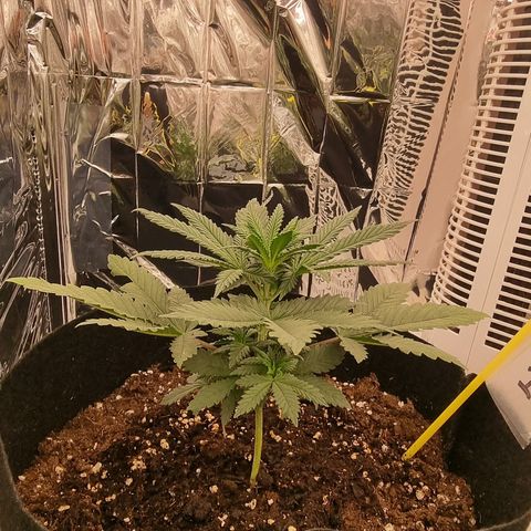 Northern Lights #1 growlog timeline photo