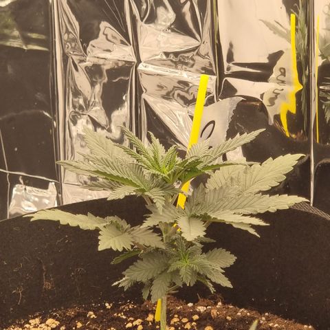 Northern Lights #2 growlog timeline photo