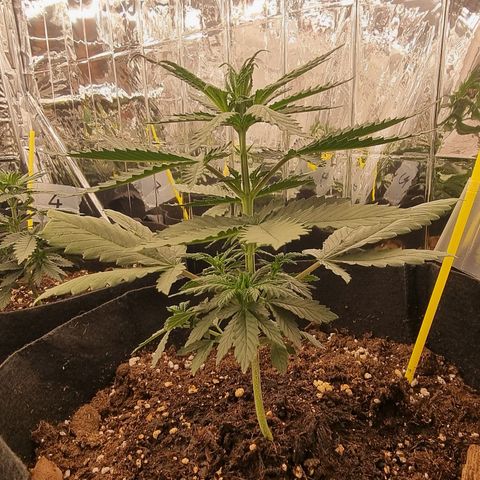 Northern Lights #3 growlog timeline photo