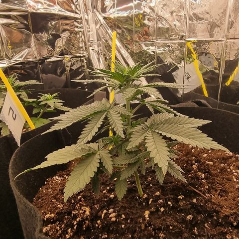 Northern Lights #4 growlog timeline photo