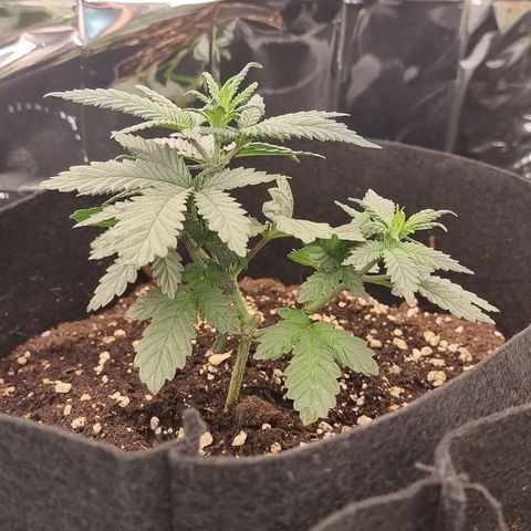 Northern Lights #5 growlog timeline photo