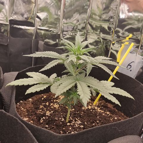 Northern Lights #6 growlog timeline photo
