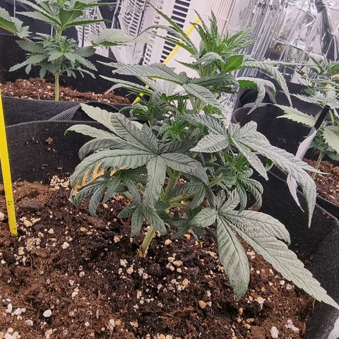 Northern Lights #7 growlog timeline photo