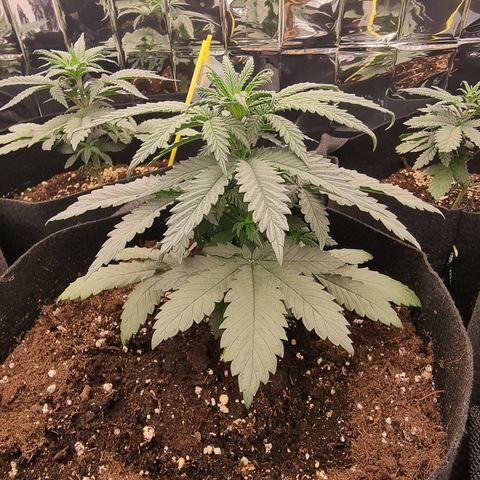Northern Lights #8 growlog timeline photo