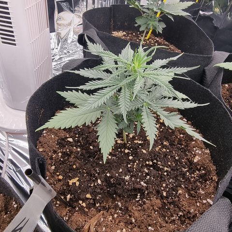 Wedding Cheesecake #1 growlog timeline photo