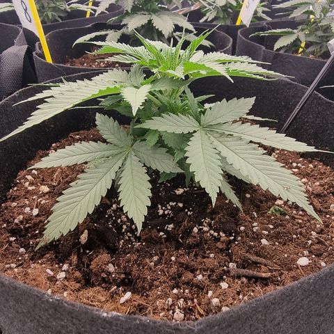 Wedding Cheesecake #2 growlog timeline photo