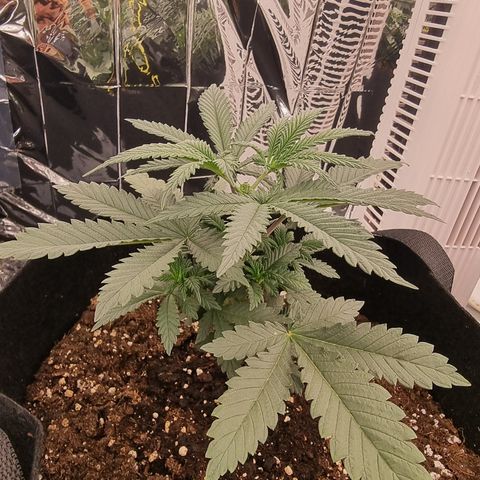 Northern Lights #1 growlog timeline photo