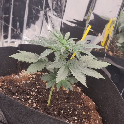 Northern Lights #2 growlog timeline photo