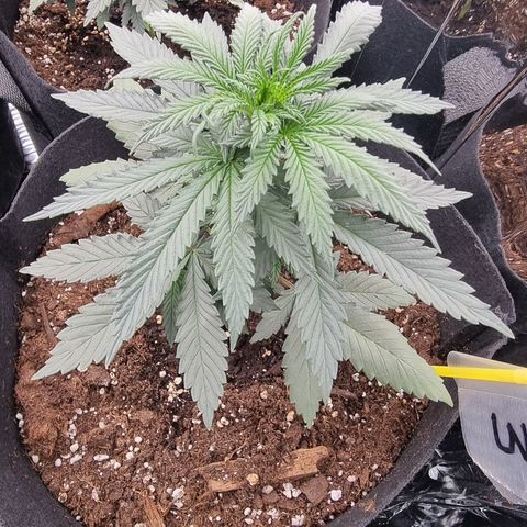Northern Lights #3 growlog timeline photo