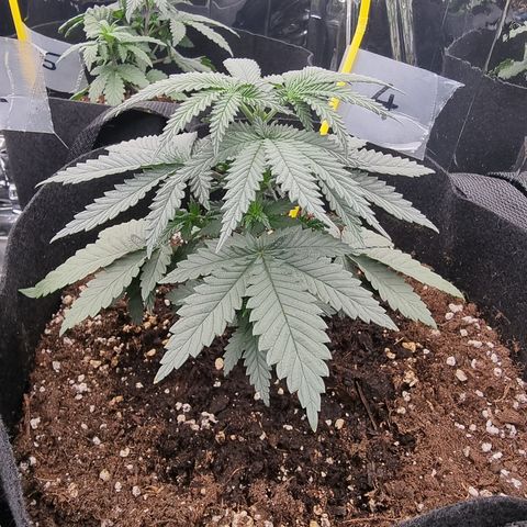 Northern Lights #4 growlog timeline photo