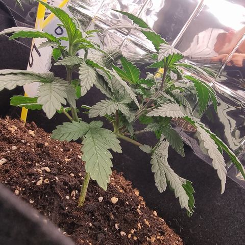 Northern Lights #5 growlog timeline photo