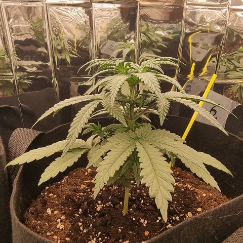 Northern Lights #6 growlog timeline photo