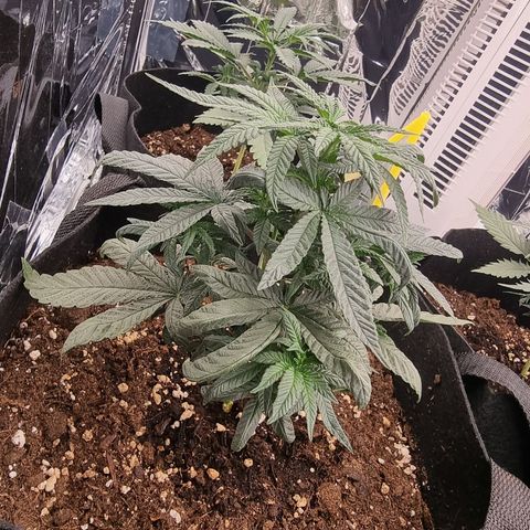 Northern Lights #7 growlog timeline photo