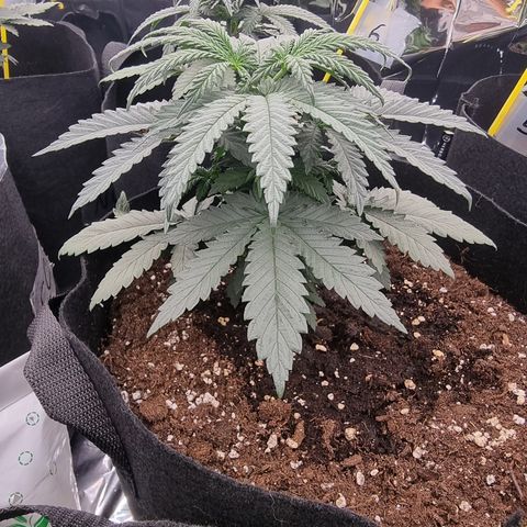 Northern Lights #8 growlog timeline photo
