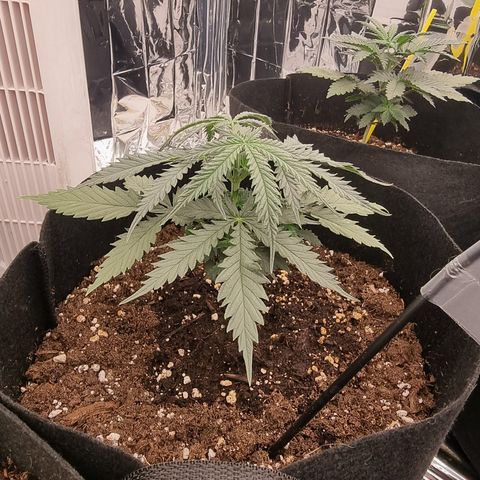 Wedding Cheesecake #1 growlog timeline photo
