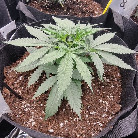 Wedding Cheesecake #2 growlog timeline photo