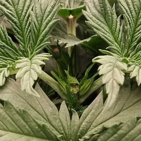 Wedding Cheesecake #2 growlog timeline photo