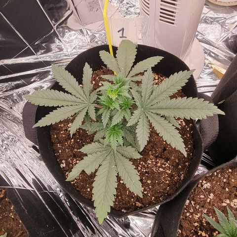Northern Lights #1 growlog timeline photo
