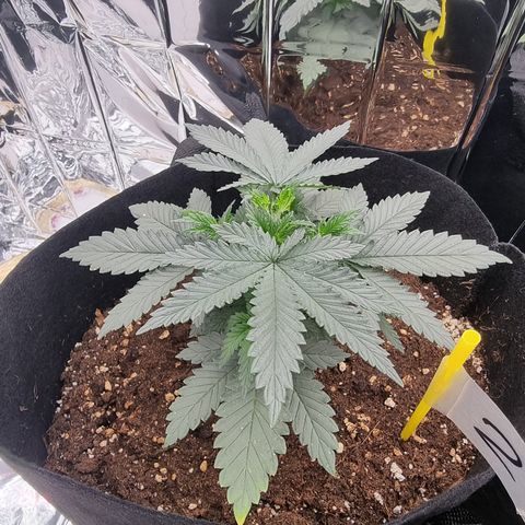 Northern Lights #2 growlog timeline photo