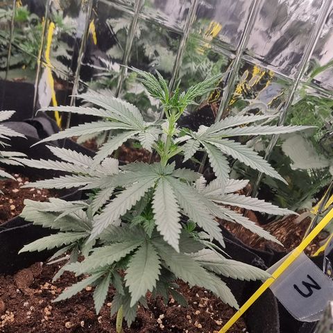Northern Lights #3 growlog timeline photo