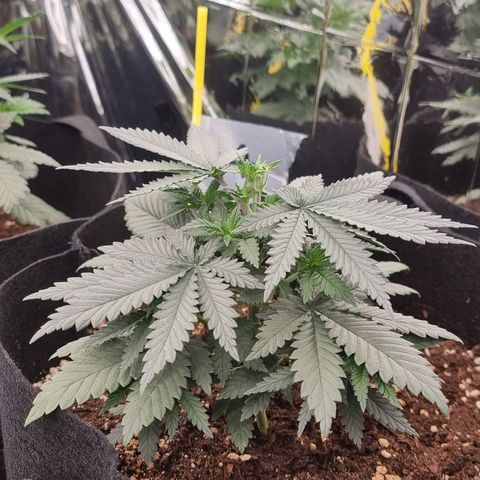 Northern Lights #4 growlog timeline photo
