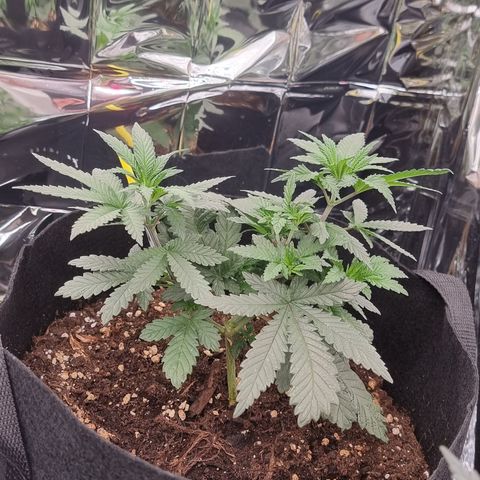 Northern Lights #5 growlog timeline photo