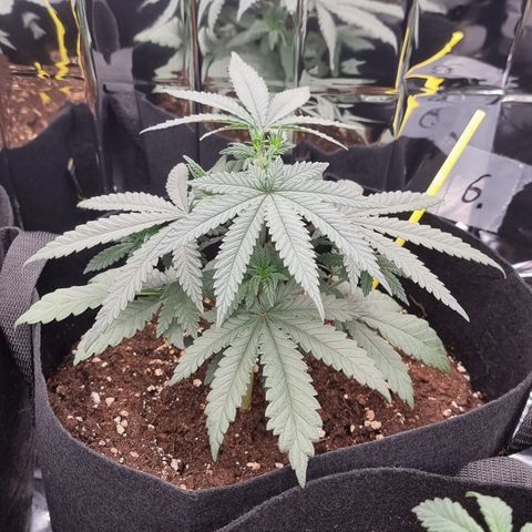 Northern Lights #6 growlog timeline photo