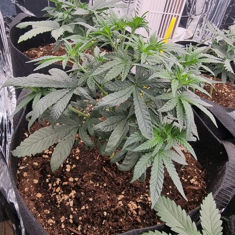 Northern Lights #7 growlog timeline photo