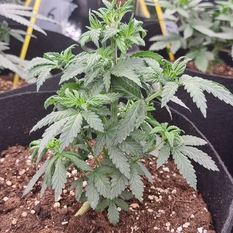 Northern Lights #8 growlog timeline photo