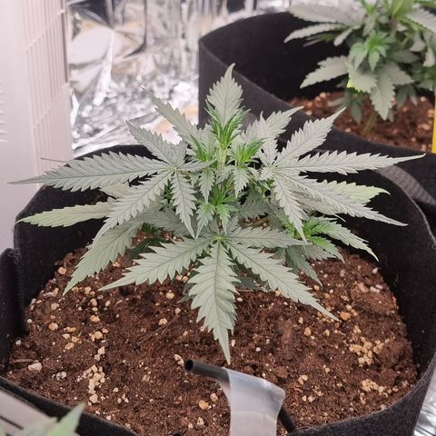 Wedding Cheesecake #1 growlog timeline photo