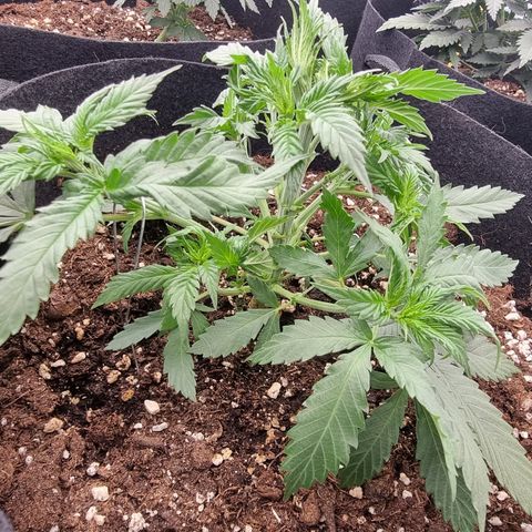 Wedding Cheesecake #2 growlog timeline photo