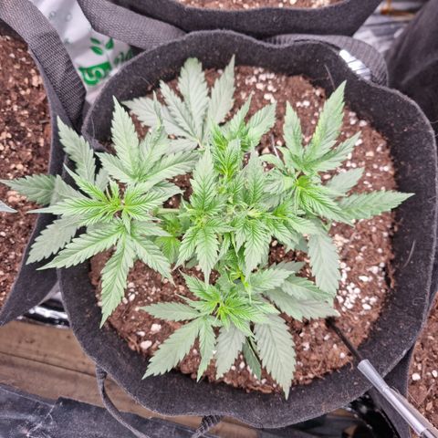 Wedding Cheesecake #2 growlog timeline photo