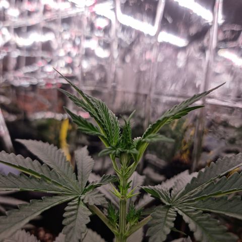 Northern Lights #3 growlog timeline photo