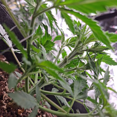 Wedding Cheesecake #2 growlog timeline photo