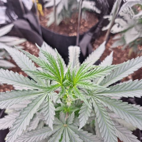 Northern Lights #3 growlog timeline photo