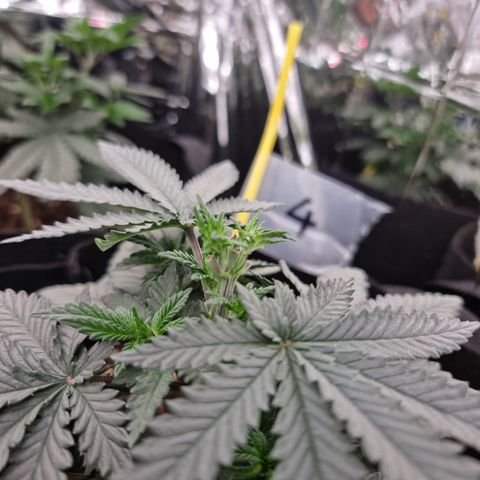 Northern Lights #4 growlog timeline photo