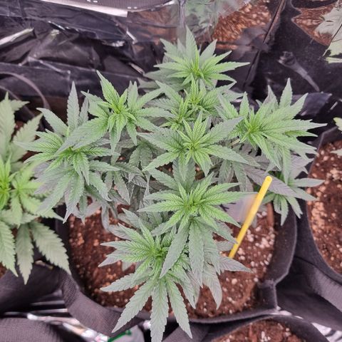 Northern Lights #7 growlog timeline photo